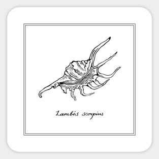 Lambis Scorpius or Scorpion Spider Conch Sticker